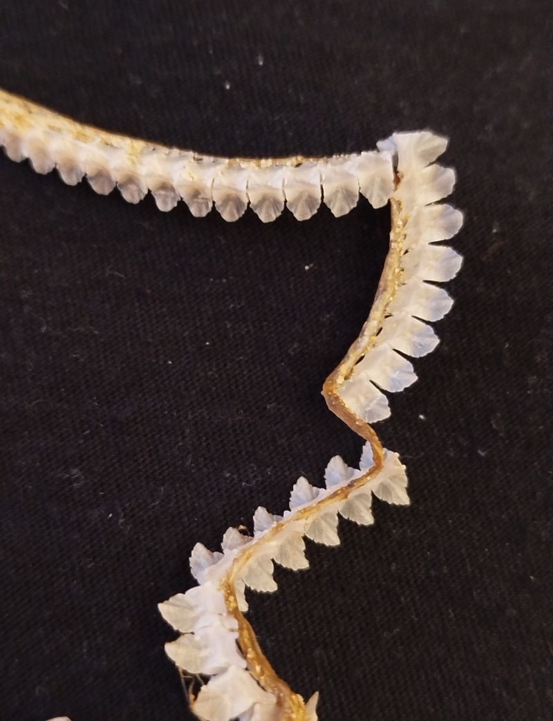 Identificazione scheletro